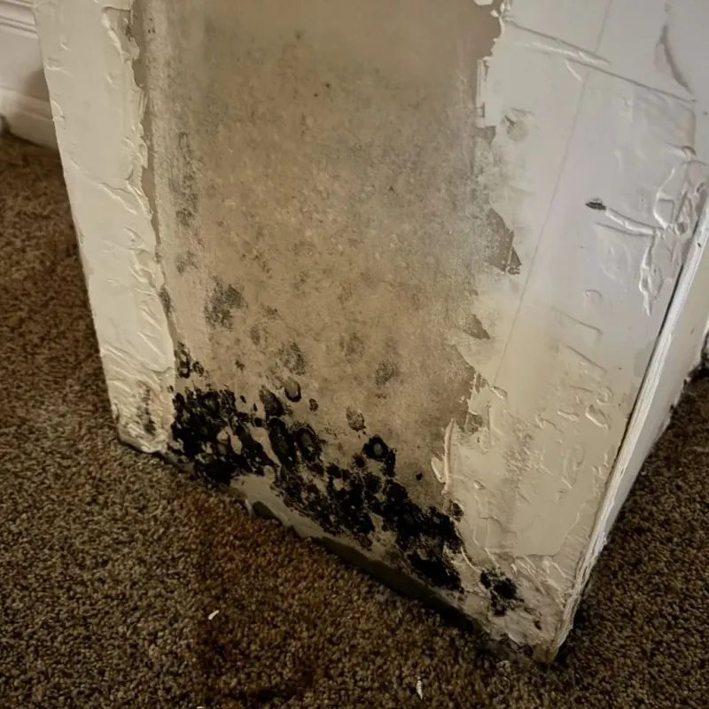 Professional Mold Removal in Mosquero, NM